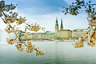 Die Binnenalster und das Rathaus zur Kirschblüte im Frühling   © Mediaserver Hamburg   Ingo Boelter