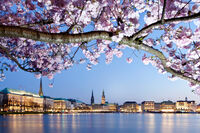 Kirschblüten an der Binnenalster   © Mediaserver Hamburg   Jörg Modrow